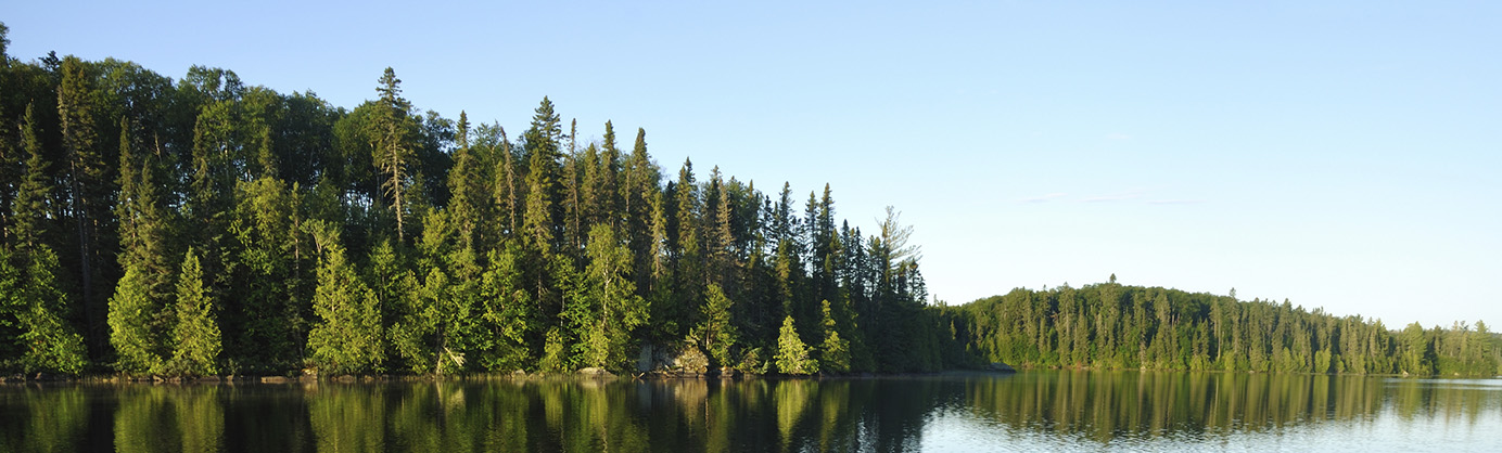Pine trees lining a lake